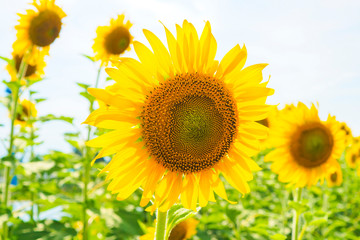 Sunflowers blooming  on blue sky background ,fresh & daylight summer concept.