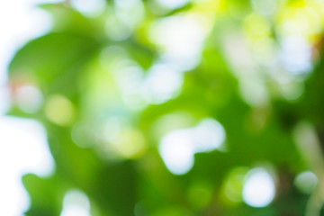 Obraz premium Abstract green bokeh background for nature decoration