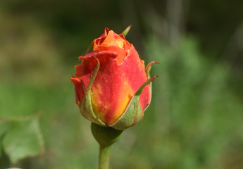 Bouton de rose orange