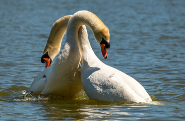 Mute Swans in a Neck Lock