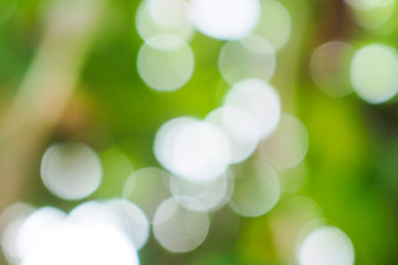 Obraz premium Abstract green bokeh background for nature decoration