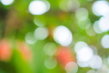 Obraz premium Abstract green bokeh background for nature decoration