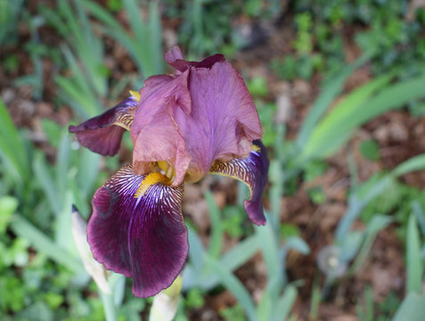 Il ressemble &agrave; une orchid&eacute;e mais c'est un iris de nos jardins