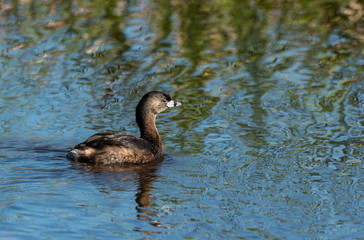 Pied-billed Grebe Swimming at Savannah National Wildlife Refuge