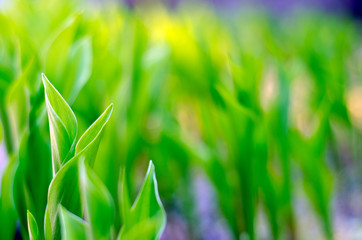Green plant macro nature leaf flora blur background
