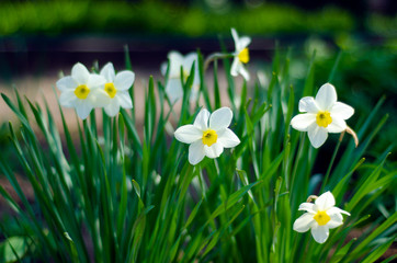 Flowers daffodils in green grass nature on blur background