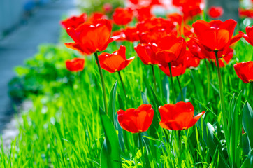 Red tulips plants green grass on blur background