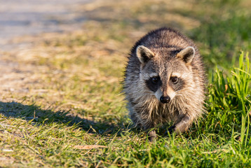 A Raccoon  Wandering The Wetlands of Savannah Wildlife Refuge