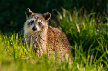 A Raccoon  Wandering The Wetlands of Savannah Wildlife Refuge
