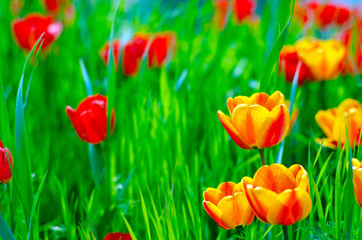 Tulips plants green grass on blur background