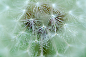 Dandelion flower nature green spring blur background