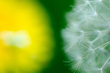 Dandelion flower nature green spring blur background