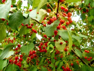 сад, огород