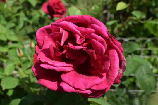 Rose rose bien ouverte senteurs et parfums