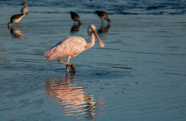 Roseate Spoonbill on a Lake in South Carolina at Sunrise