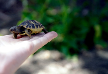 Little Turtiles