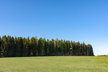 coniferous forest with green field