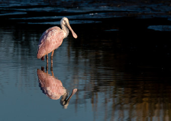 Roseate Spoonbill on a Lake in South Carolina at Sunrise