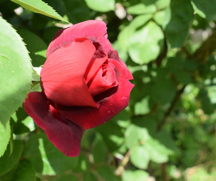 Rose rouge en bouton senteurs parfums