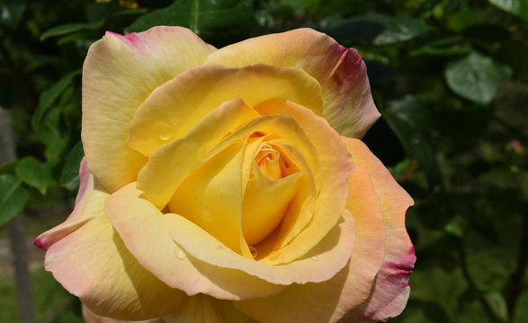 Le printemps et ses roses de toutes les couleurs avec leurs parfums