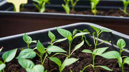 plant seedling seedlings of pepper