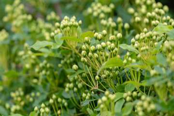 Flower bud of Banksia rose, Rosa banksiae