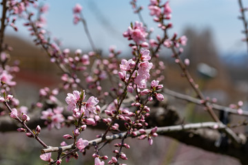 Pink peach blossom