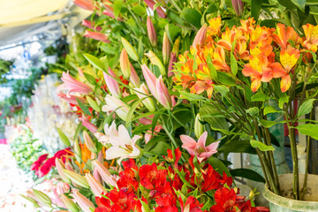 Flower shop. Variety of colorful flowers