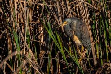 A Beautiful Tricolored Heron at Savannah Wildlife Refuge