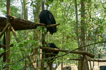 Fighting bears at the bear rescue center Free the bears in Kuangsi, next to kuangsi waterfall , Laos.