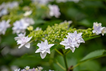 White lacecap hydrangeas flower, Closeup