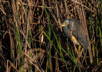 A Beautiful Tricolored Heron at Savannah Wildlife Refuge