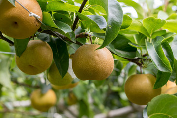 Japanese pear fruit, on the branch