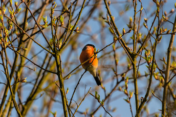 Gimpel frisst einen Knospe