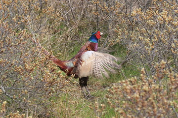 common pheasant (Phasianus colchicus) Texel, Holland 