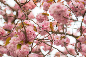 Obraz premium Frau schön