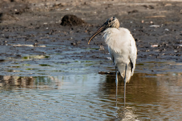 Wood Stork Foraging for Food at the Lake Shore