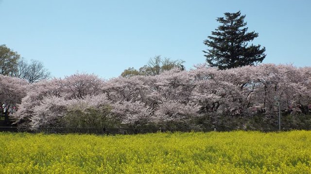 SATTE,  SAITAMA,  JAPAN - CIRCA APRIL 2019 : CHERRY BLOSSOMS and RAPE FLOWER (CANOLA FLOWER).  Spring season.