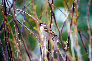  sparrow on a branch, bird