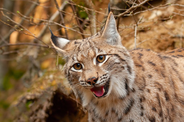 Detail of eurasian lynx looking down searching for prey with mouth open. Smiling happy animal in nature.