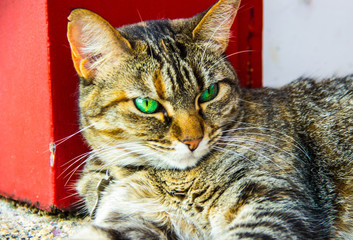 Gato na porta da Igreja de Santa Rita de Cássia, Paraty, Rio Janeiro.