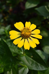 bee on flower
