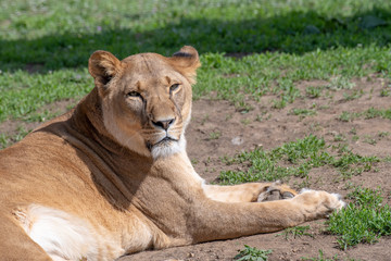 Image of a female african  lion on nature background. Wild Animals.