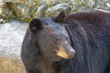 Obraz premium American black bear (Ursus americanus). Wildlife animal