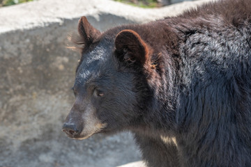 American black bear (Ursus americanus). Wildlife animal
