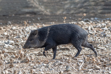 Young Collared Peccary (Pecari tajacu) family of Tayassuidae