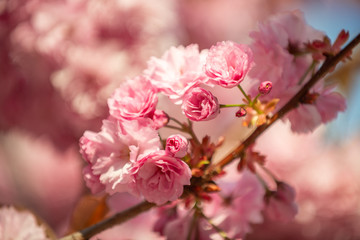 Hanami - Cherry Blossom