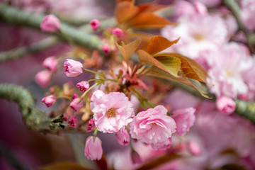 Hanami - Cherry Blossom