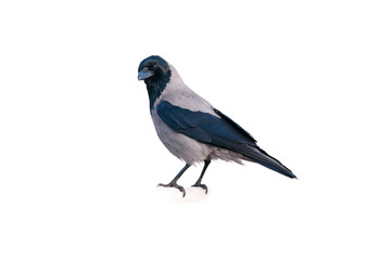 Raven On White Background