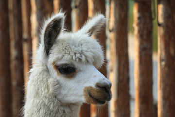 an llama with peaceable eye